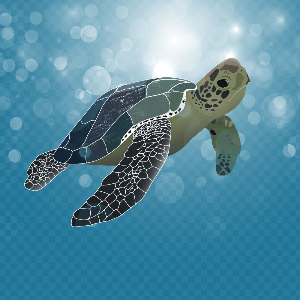 Turtle Floating - Picture 2 of 2